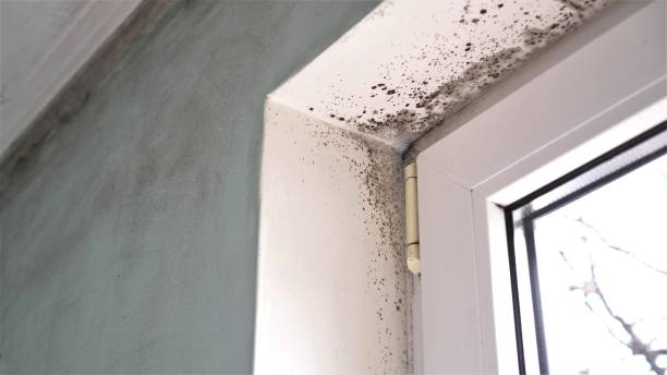 Best Office Mold Removal Services  in Timberline Fernwood, AZ
