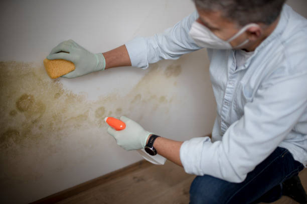 Best Same-Day Mold Removal  in Timberline Fernwood, AZ