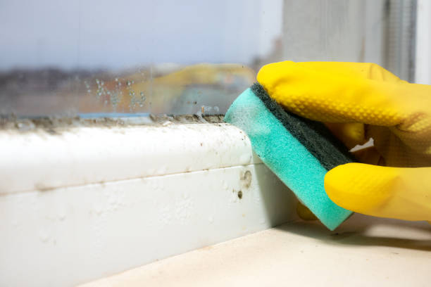 Professional Mold Removal in Timberline Fernwood, AZ