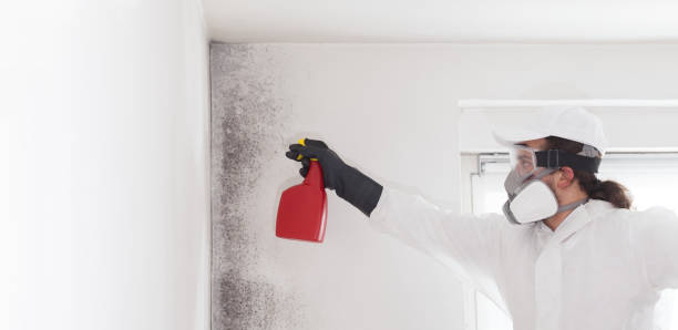 Best Residential Mold Removal  in Timberline Fernwood, AZ